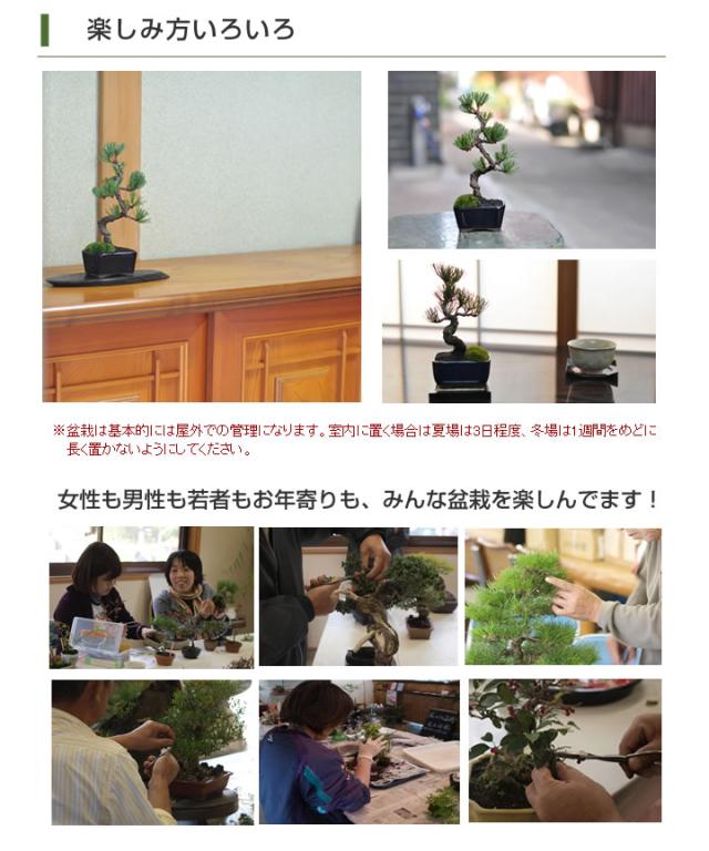 【ミニ盆栽 趣味 定