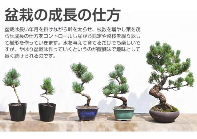 送料無料 お試し黒松