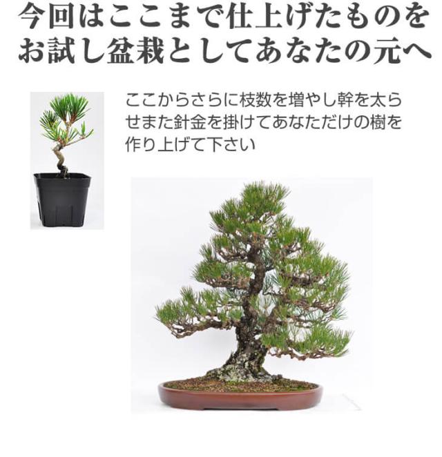 送料無料 お試し黒松