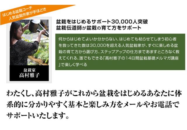 送料無料 お試し黒松