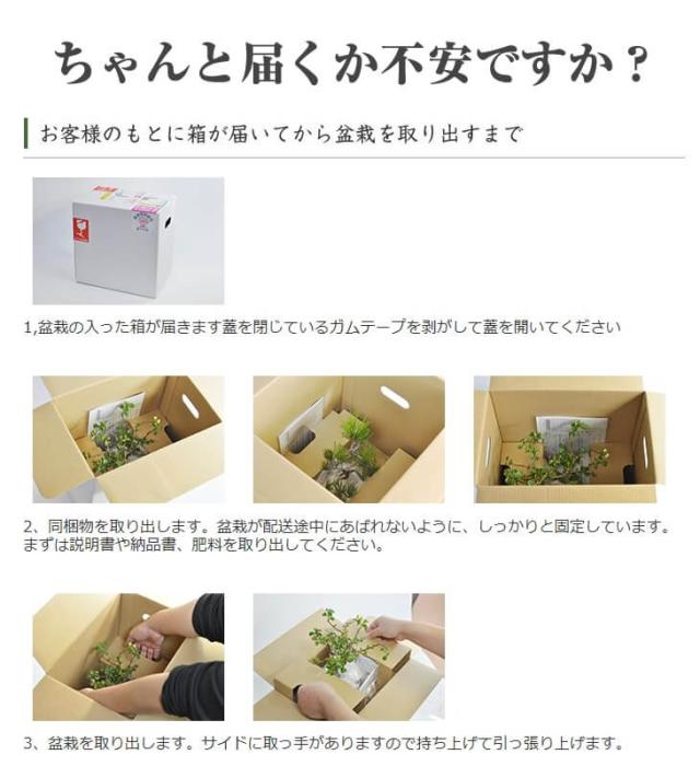 送料無料 お試し黒松