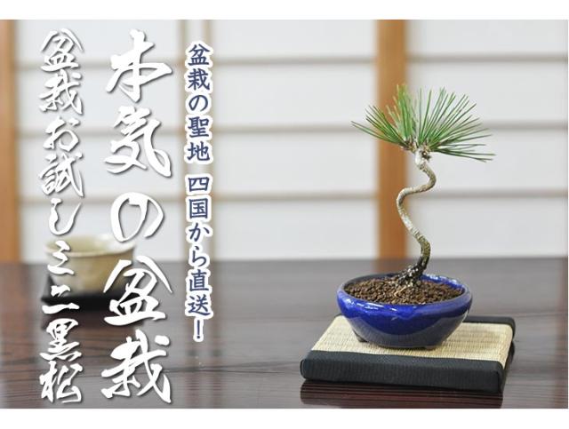 送料無料 お試し黒松