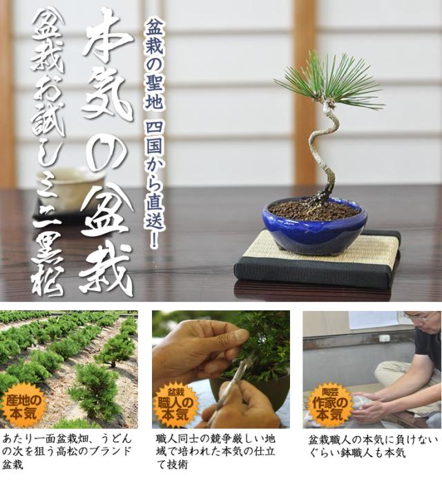 送料無料 お試し黒松