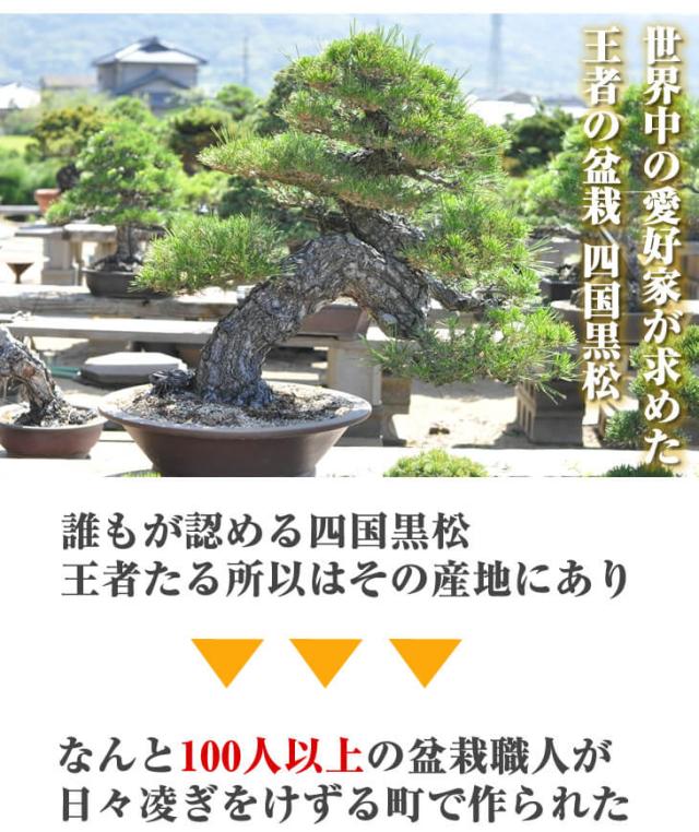 送料無料 お試し黒松