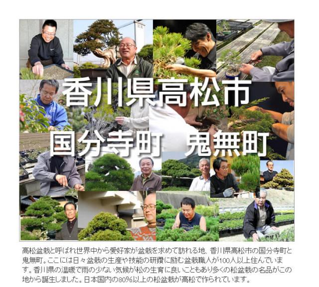 送料無料 お試し黒松