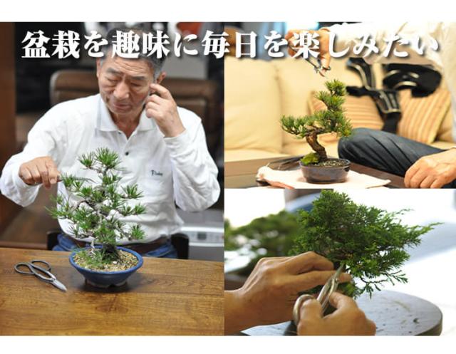 送料無料 お試し黒松