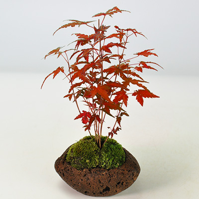 山もみじ寄せ植え石付