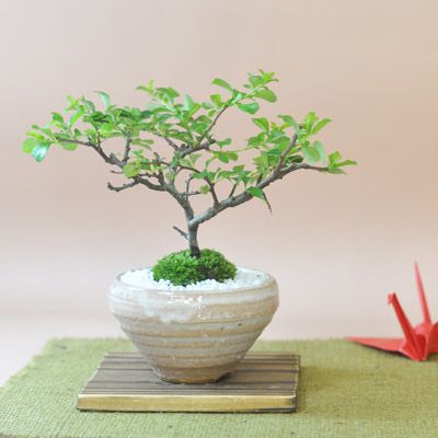 白花長寿梅　若木【白