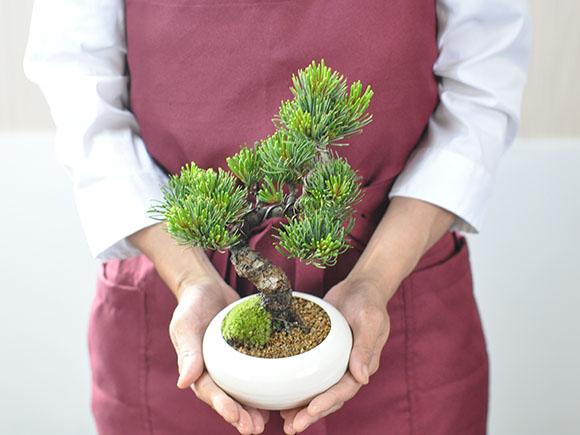 五葉松　盆栽 中型 陶器鉢 五葉松 盆栽 陶器鉢 - メルカリ