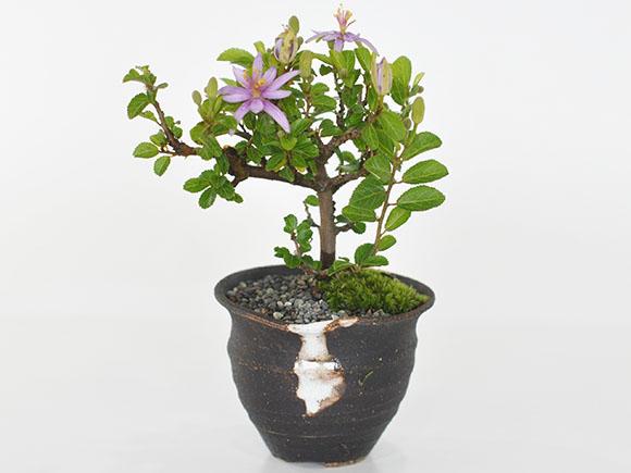 花の咲く盆栽 睡蓮木