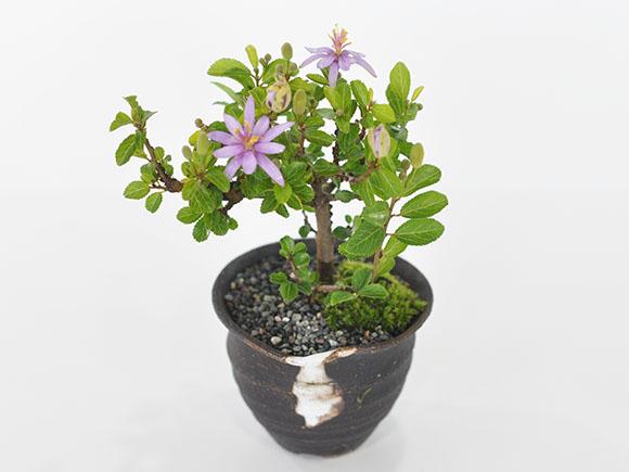 花の咲く盆栽 睡蓮木