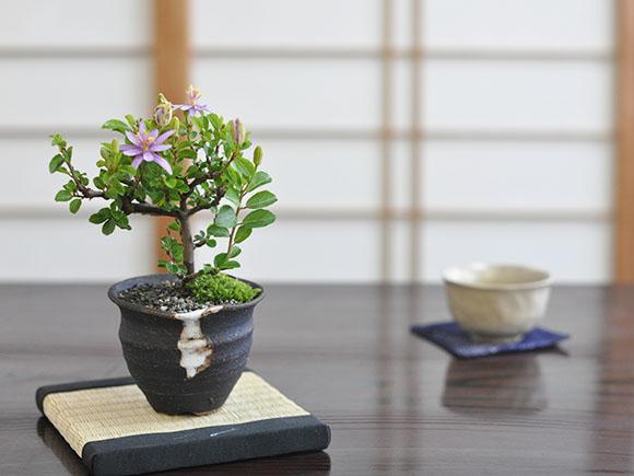 花の咲く盆栽 睡蓮木