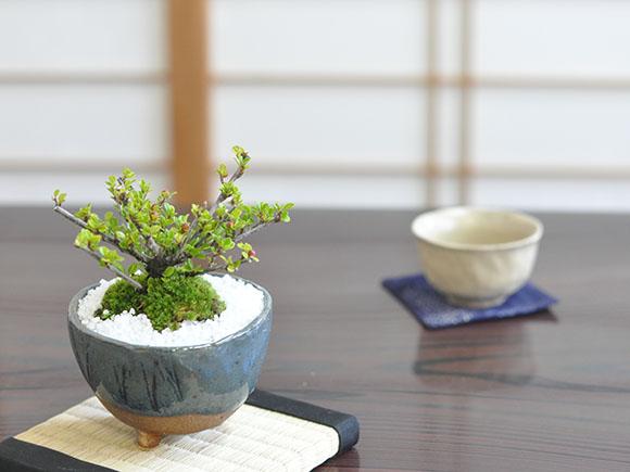 実のなる盆栽 ベニシ