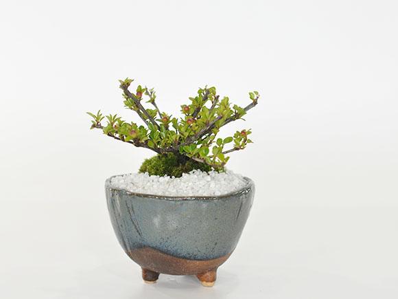 実のなる盆栽 ベニシ