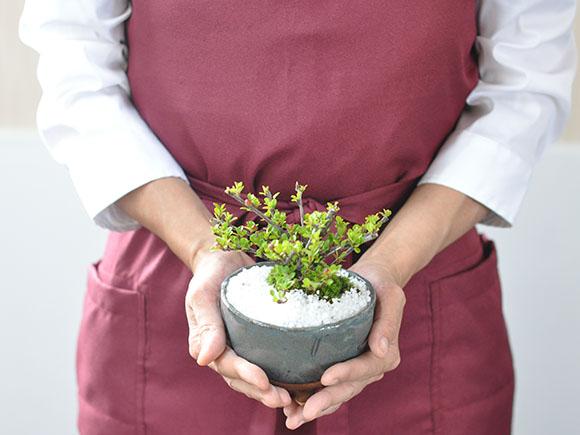 実のなる盆栽 ベニシ