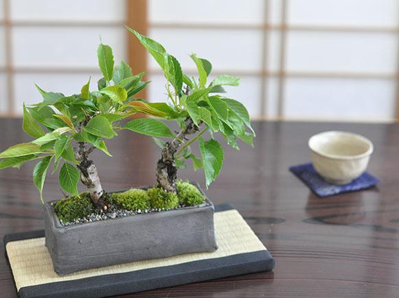 桜盆栽 2本植え 街
