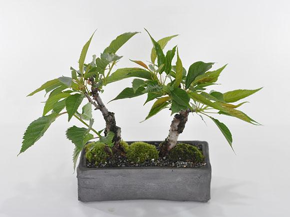 桜盆栽 2本植え 街