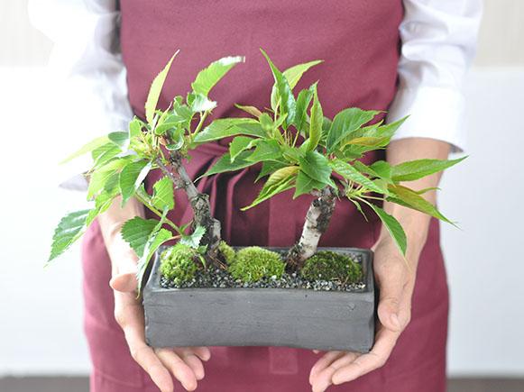 桜盆栽 2本植え 街