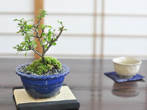 白花長寿梅とはじめて