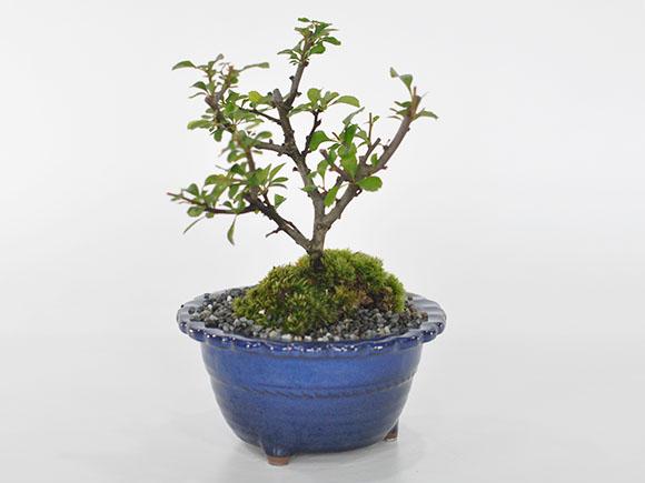 白花長寿梅とはじめて