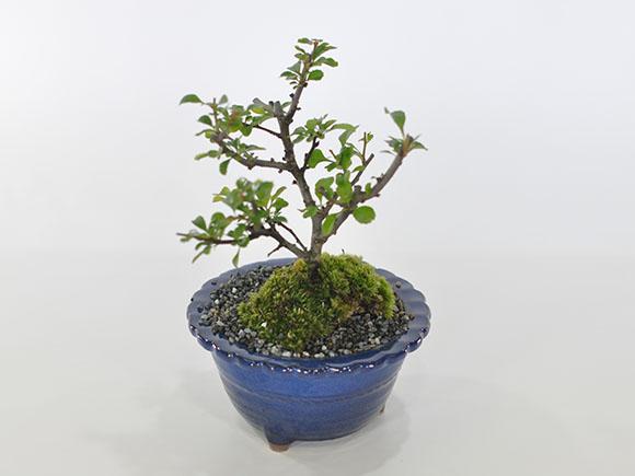 白花長寿梅とはじめて