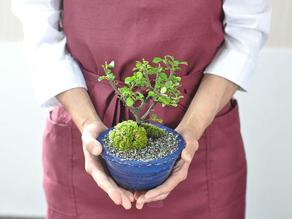 白花長寿梅とはじめて