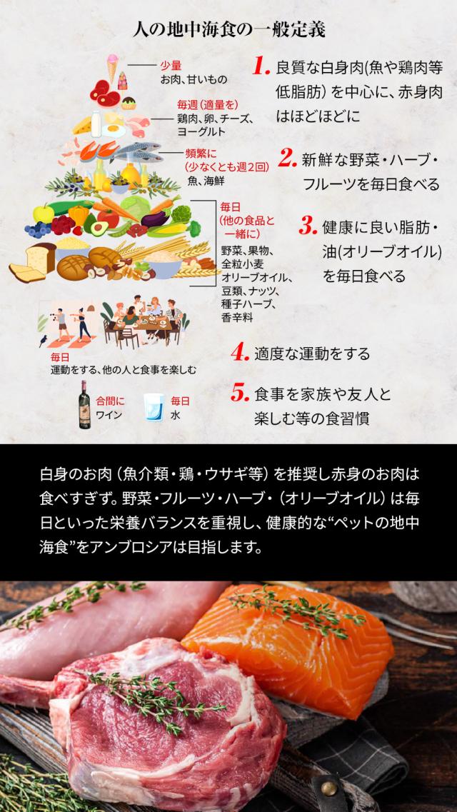 アンブロシア猫