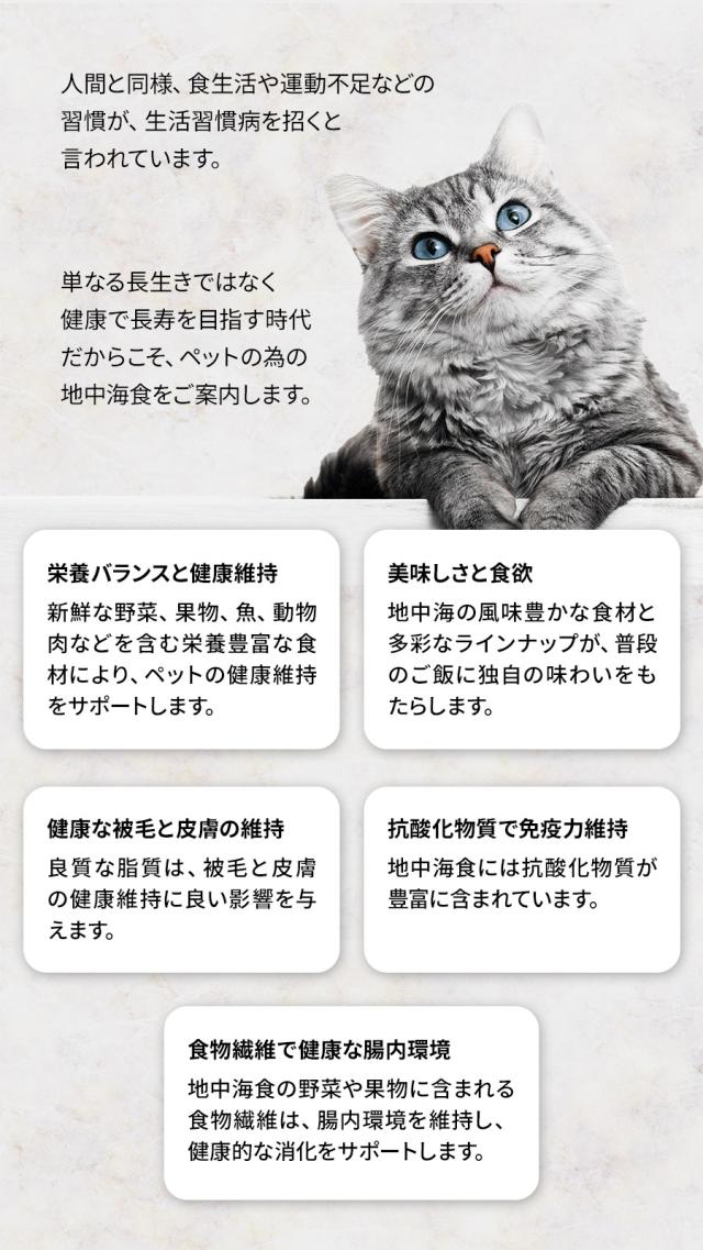 アンブロシア猫