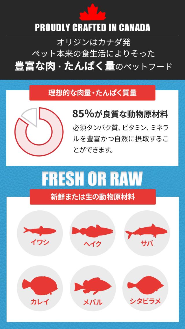 シックスフィッシュ　キャット