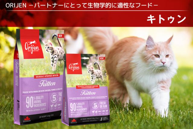 オリジン　キトゥン