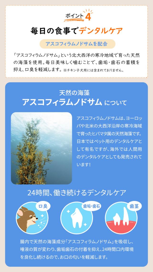 パウレ デンタルケア