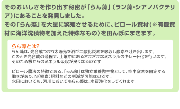そのおいしさを作り出す秘密が「らん藻」(ラン藻・シアノバクテリア)にあることを発見しました。その「らん藻」を大量に繁殖させるために、ピロール資材(※有機資材に海洋沈積物を加えた特殊なもの)を田んぼにまきます。