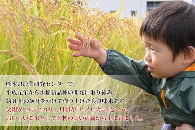 コシヒカリとヒノヒカリという美味しいお米として評判の高い両親から生まれました