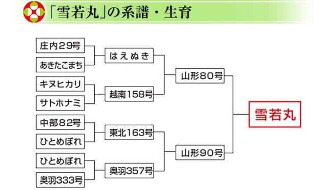 雪若丸の系譜・生育
