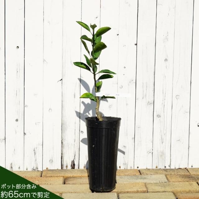 柚子 苗木 【獅子柚子 （鬼柚子）】 1年生接木苗 シシユズ オニユズの
