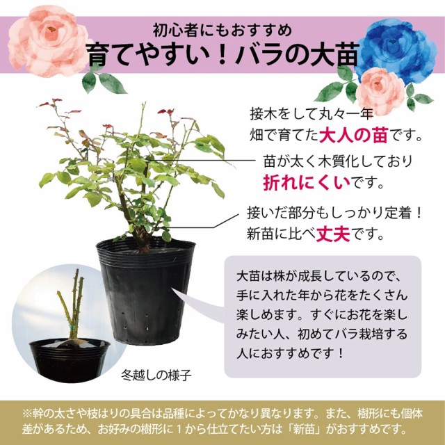 四季咲きバラ苗 【夜来香 (イエライシャン)】 2年生大苗 6号