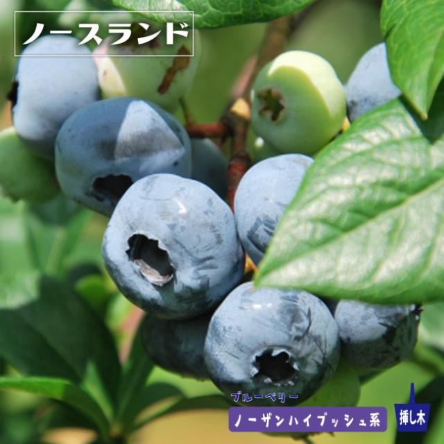 ブルーベリー苗 レガシー&ブリジッタ大苗2本セット ブルーベリー苗