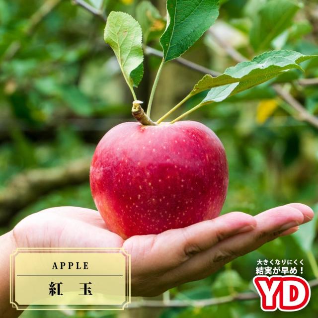 世界一 りんご 接木苗木 世界一 りんご 接木苗木