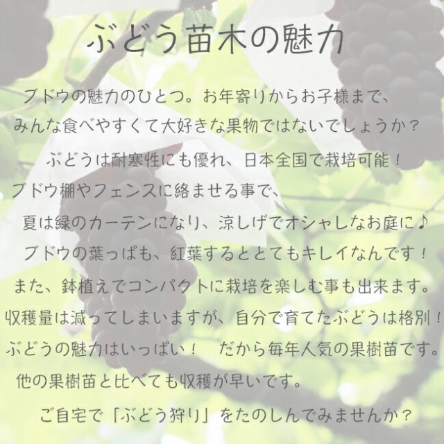 種無しぶどう 【ヒムロッドシードレス】 1年生挿木苗木の通販はau PAY マーケット - 苗木部 By 花ひろばオンライン | au PAY  マーケット－通販サイト