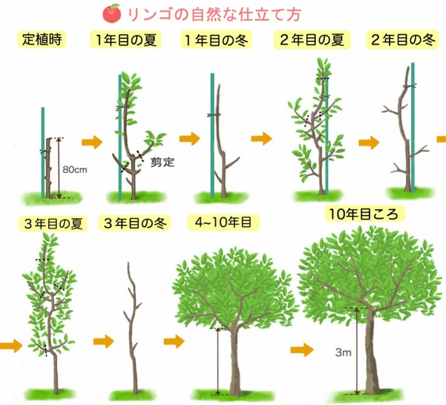 りんご 【YDルビースイート】 1年生 わい性台木 接ぎ木 苗 リンゴ 登録