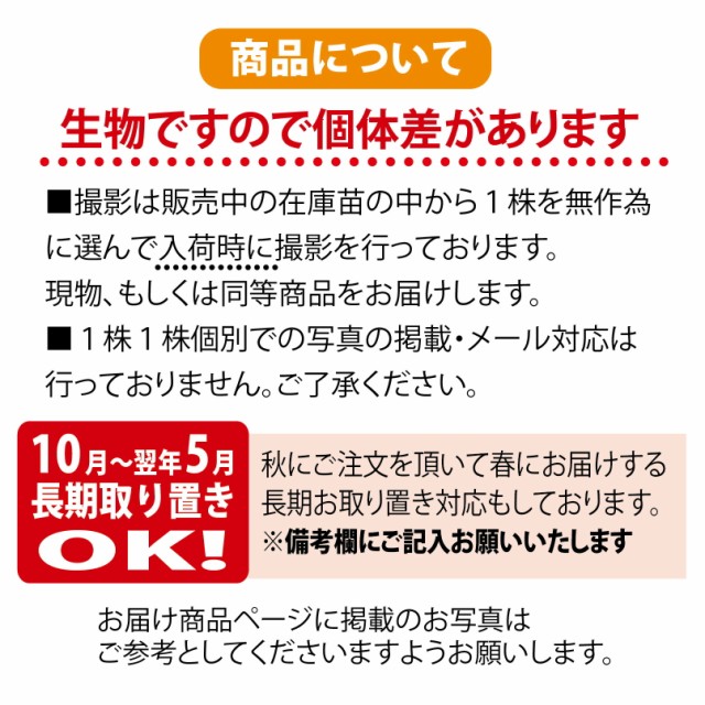 【種なし日向夏 （ニューサマーオレンジ）】 1年生接木苗の通販は ...