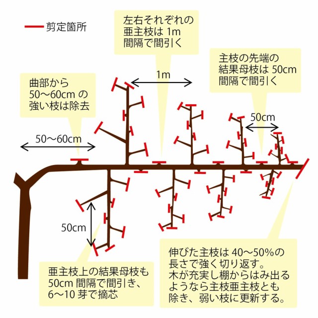 【天山】 青ぶどう 3年生接木1.1m大苗 ウィルスフリー 【産地で剪定済 1.1m苗 【予約販売】10月上旬頃発送予定。｜au PAY マーケット