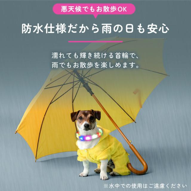 わが家のアイドル 光る レインボー首輪