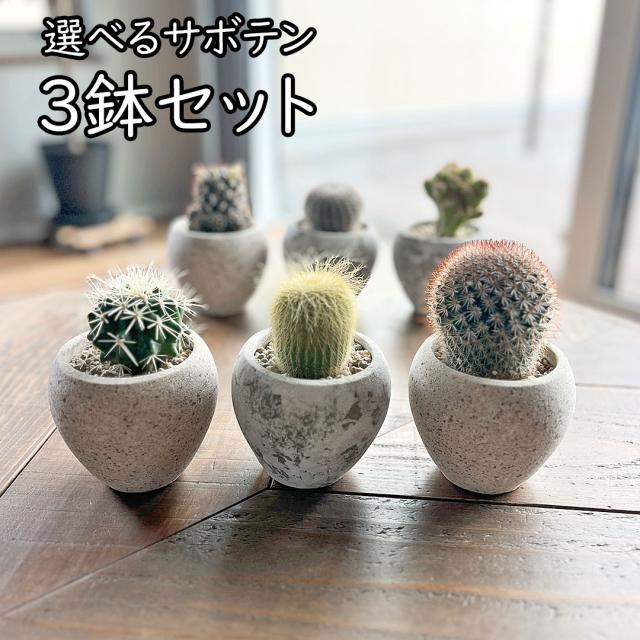 サボテン 陶器鉢 3鉢セット