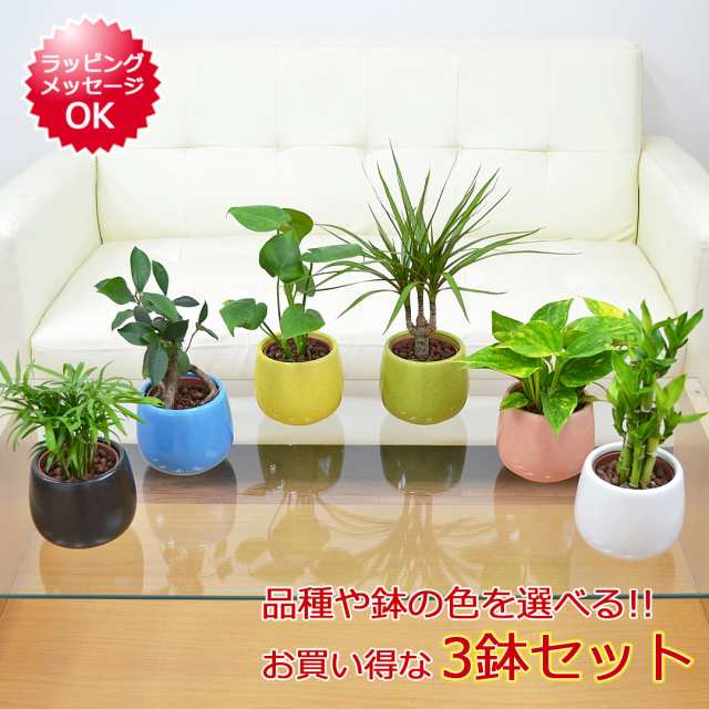 ハイドロカルチャー 陶器鉢付き 3鉢セット