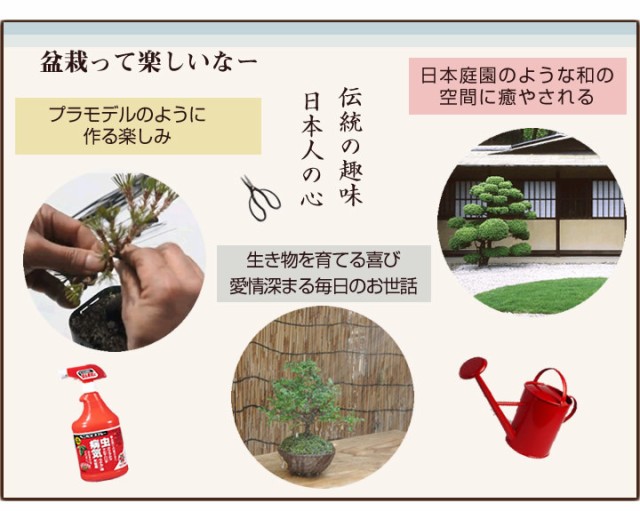 盆栽って楽しいな