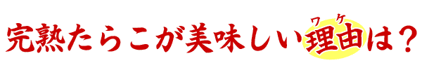 完熟たらこが美味しい理由は？