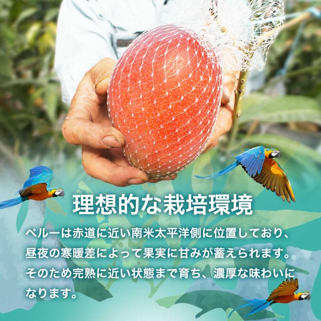 アップルマンゴーチャンク 500g