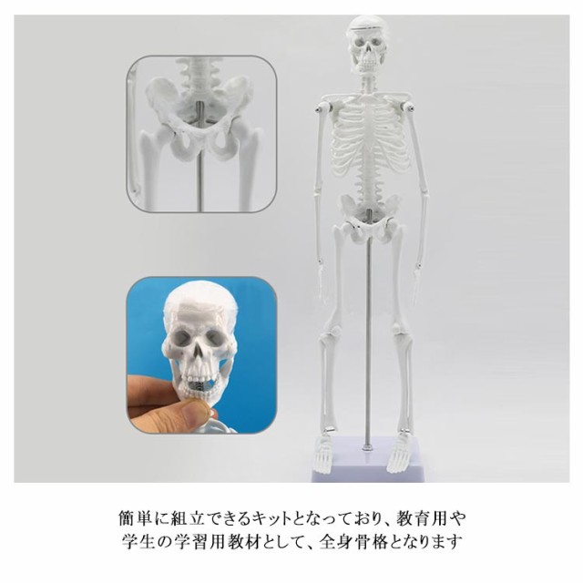 人体模型 45cm ミニ 人体骨格模型 直立型スタンド - メルカリ