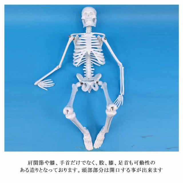 人体模型 45cm 人体骨格模型 骨格標本 稼動 直立 スタンド 教材